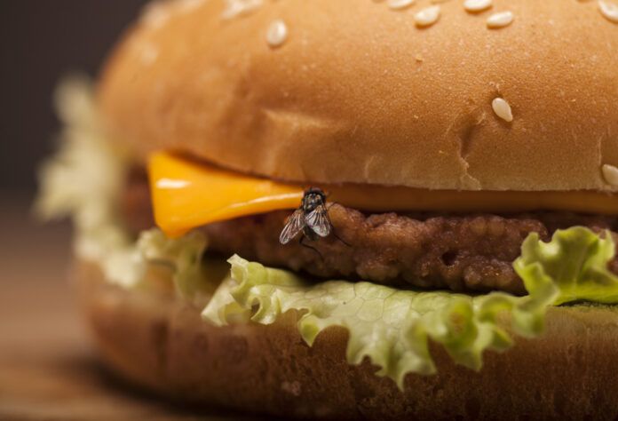 Fresh burger with fly