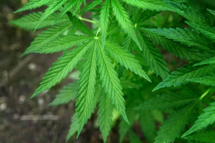 Marijuana leaves. Bush cannabis on blurred background. Marihuana plants close up.