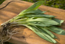ramps