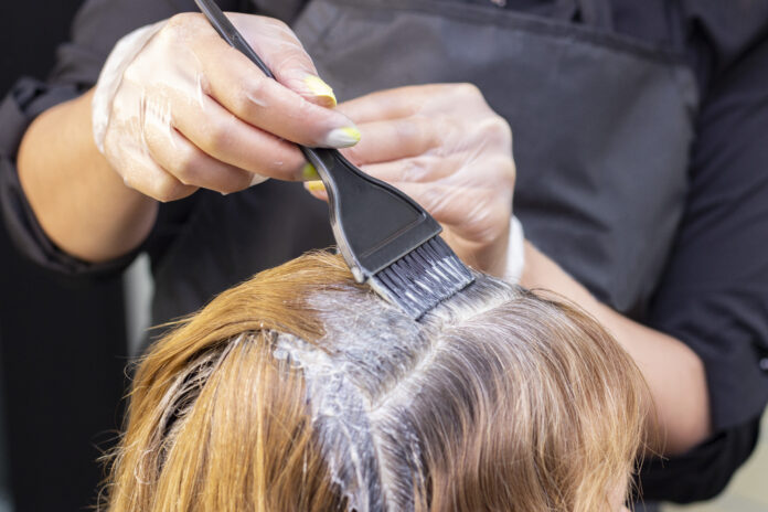 gray hair. Application of hair dye to regrown gray hair roots. beauty saloon hair dye safety