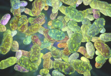 oral microbiome