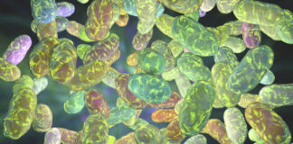 oral microbiome