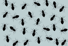 Showing House Bugs the Door common household pests