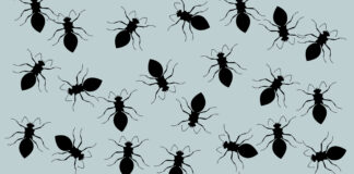 common household pests