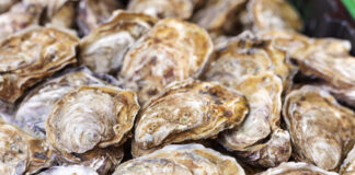 Are oysters vegan