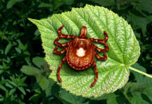 tick bite meat allergy