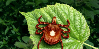 tick bite meat allergy