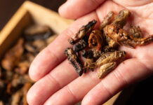 Taste Test: Bug-Based Bars Win Over Skeptics insect-based foods